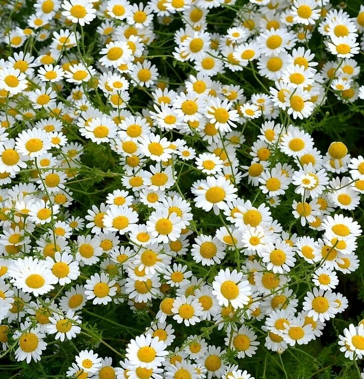 Daisy