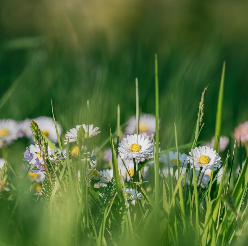 Blühendes Gänseblümchen