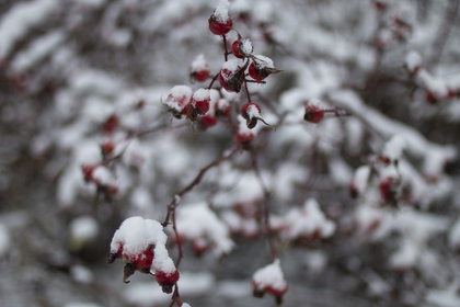 Beete und Garten winterfest machen: So geht's