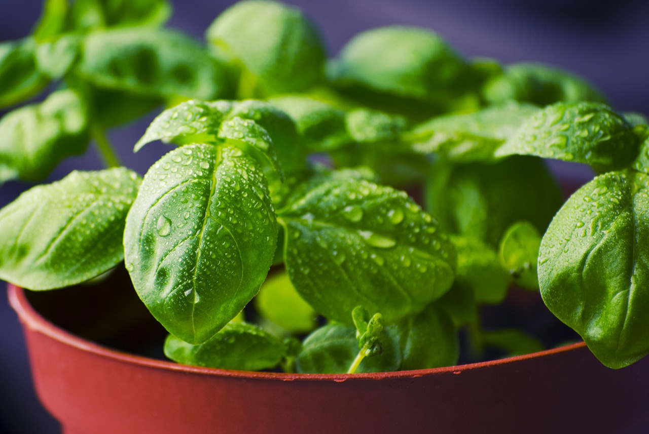 Overwintering basil indoors