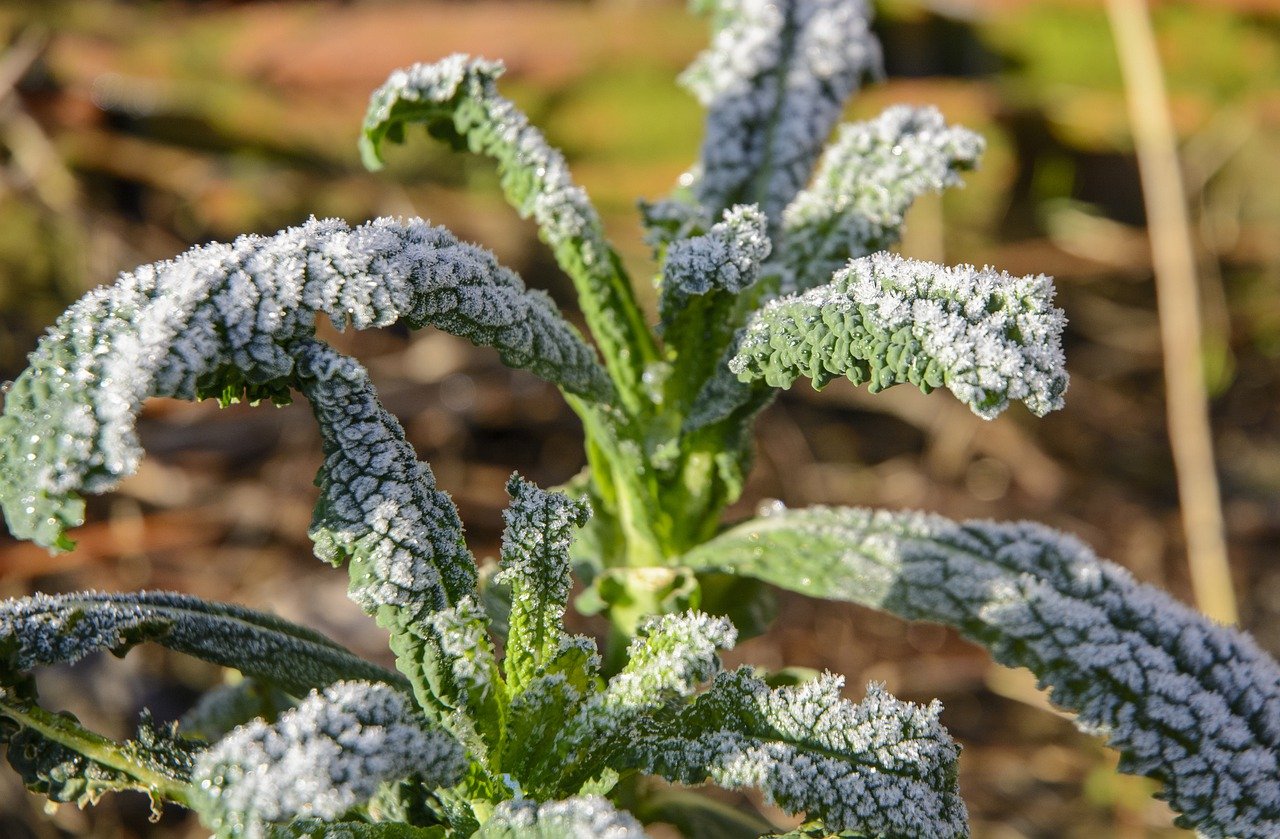 Cabbage overwinters in the bed