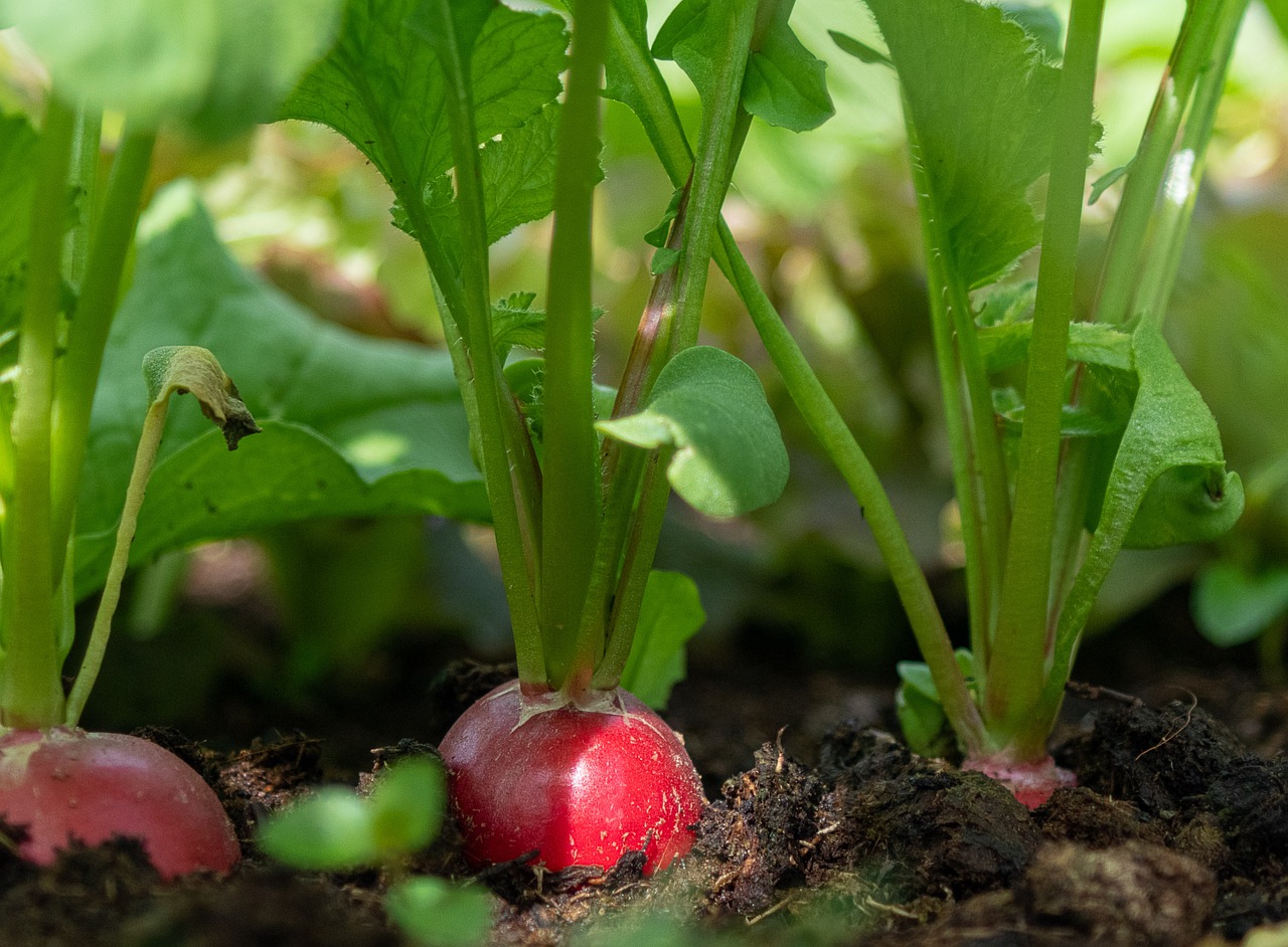 Radishes in the bed