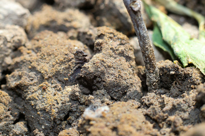 Einfach und natürlich deinen Gartenboden verbessern