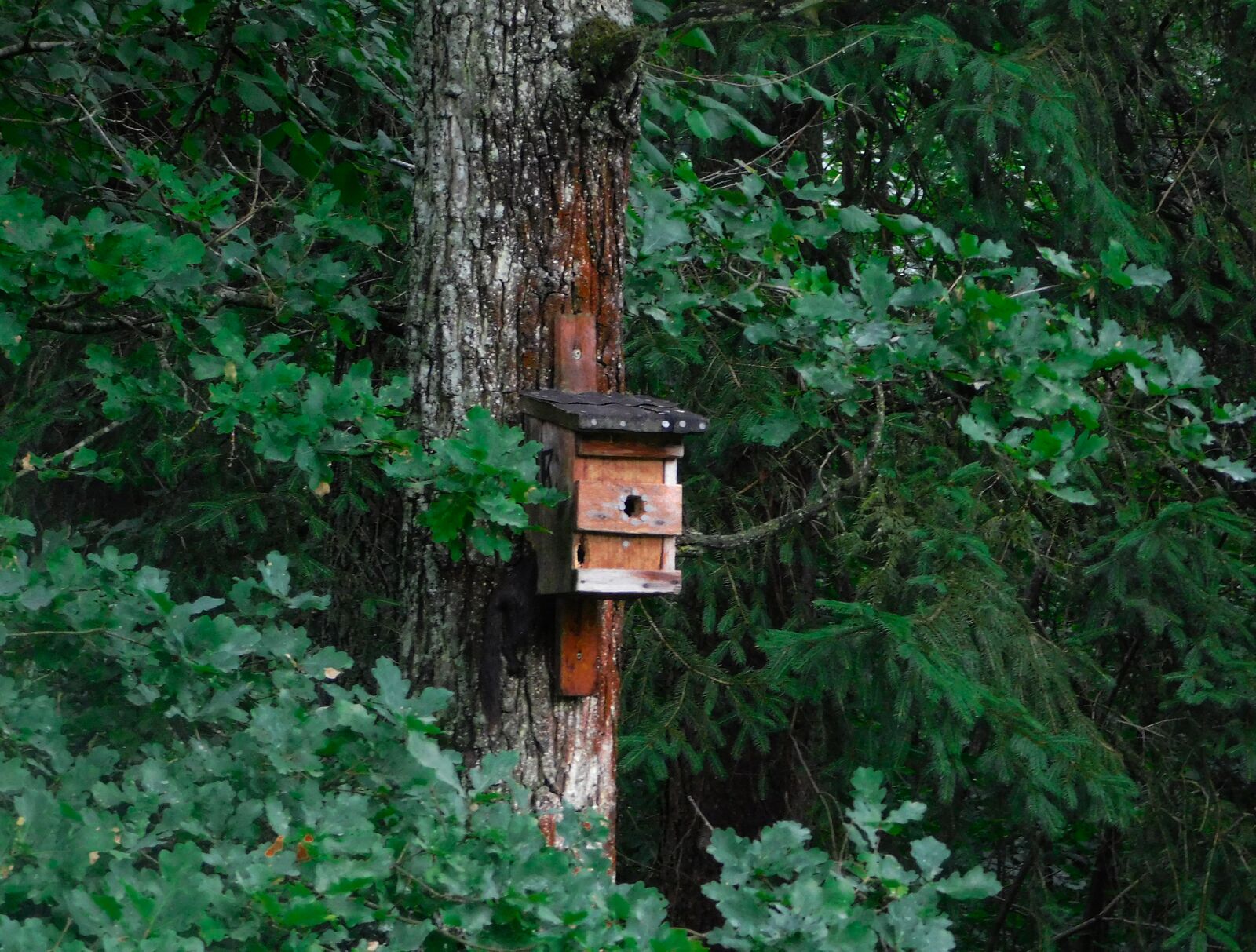Vogelhaus am Baum