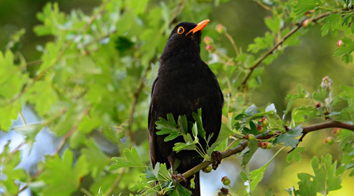 Vögel im Garten: Tipps zum Vögel füttern und anlocken