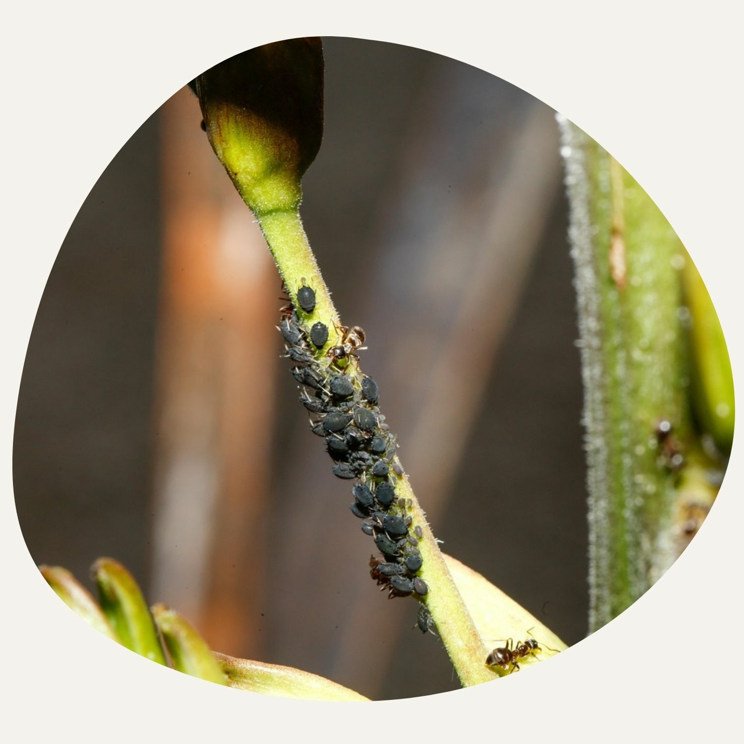 Aphids on cabbage plants 