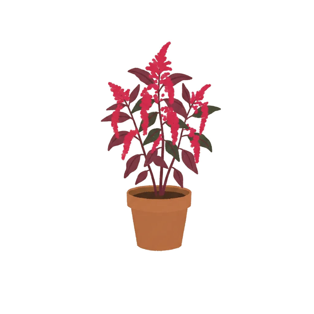 Amaranth in summer 