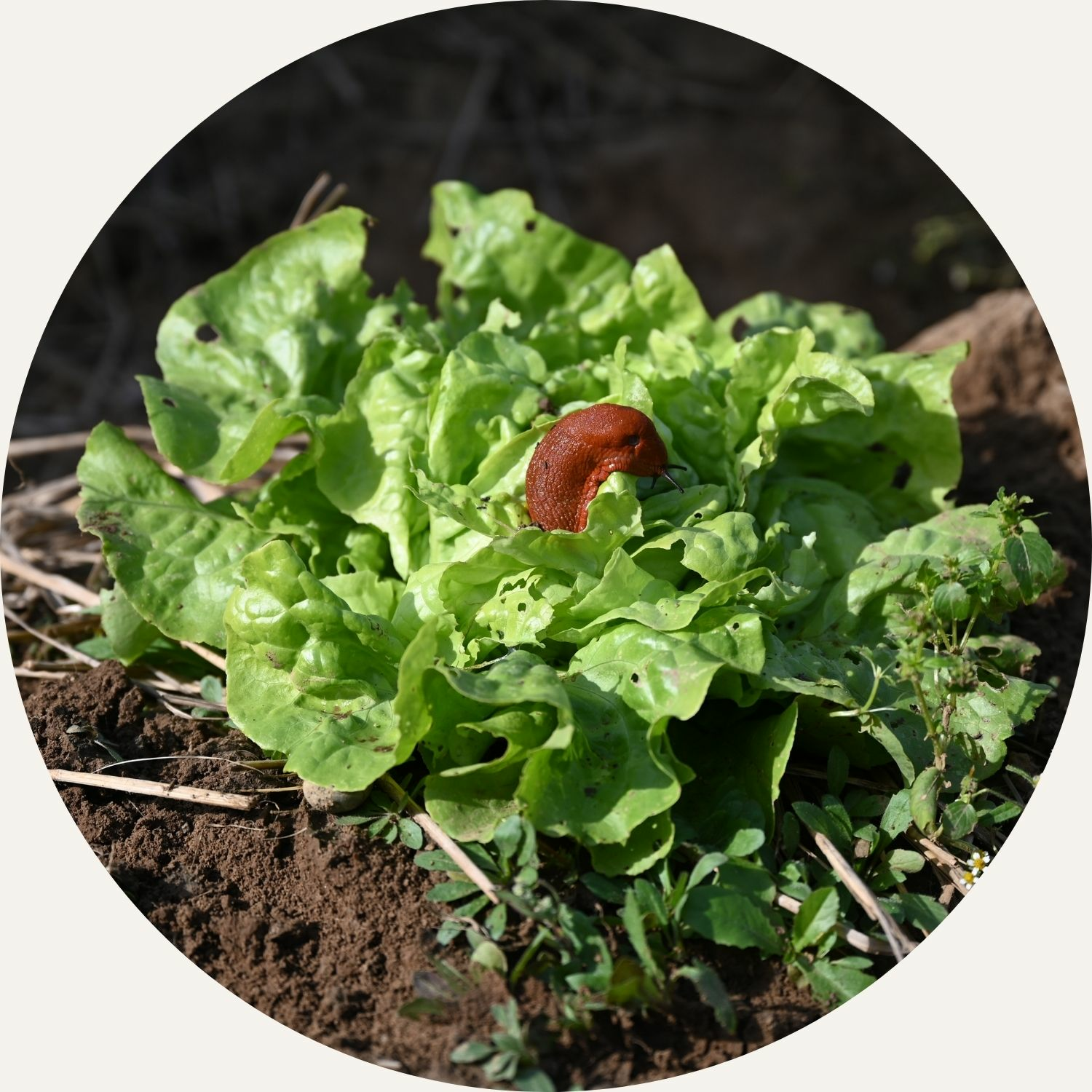 Diversity in the garden for resilience