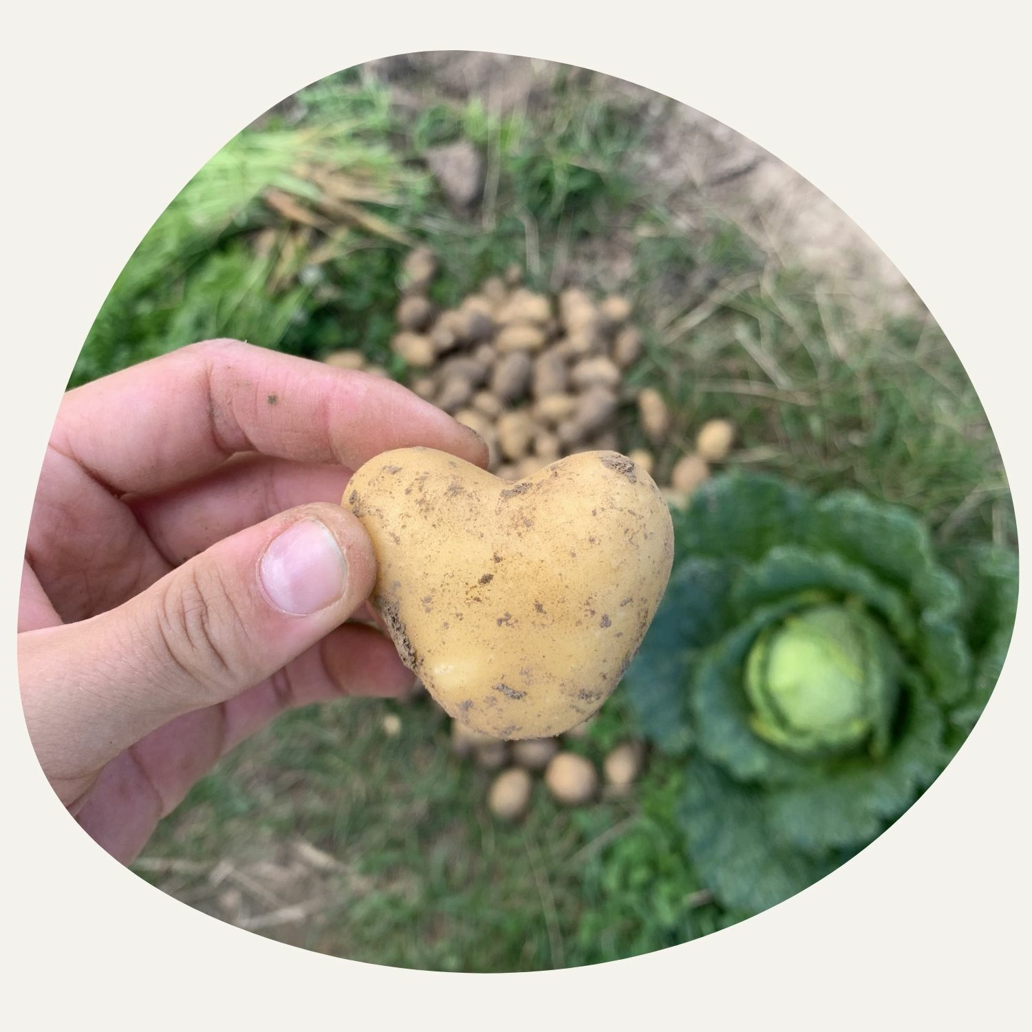 heart-shaped potato
