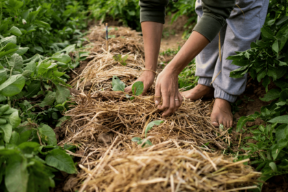 Garden Year 2025: Winners and Losers of the Record Heatwave