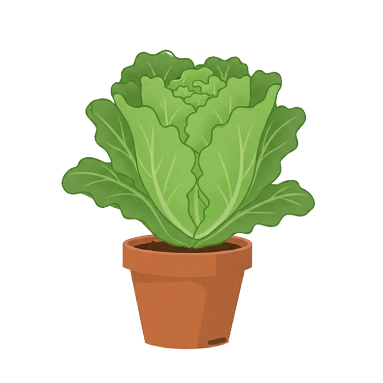 Salads bolting due to heat