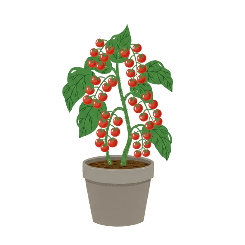 Tomaten verlieren gegen Fröste und Starkregen 