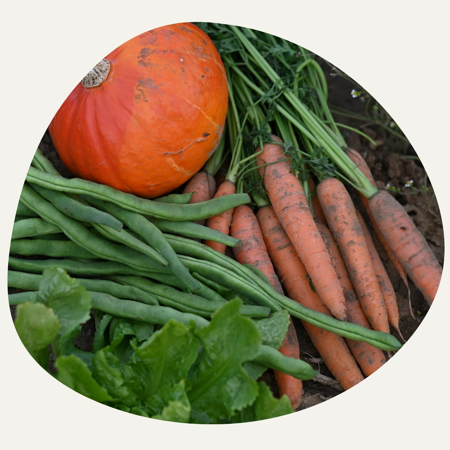 Mixed planting brings diversity to your garden.