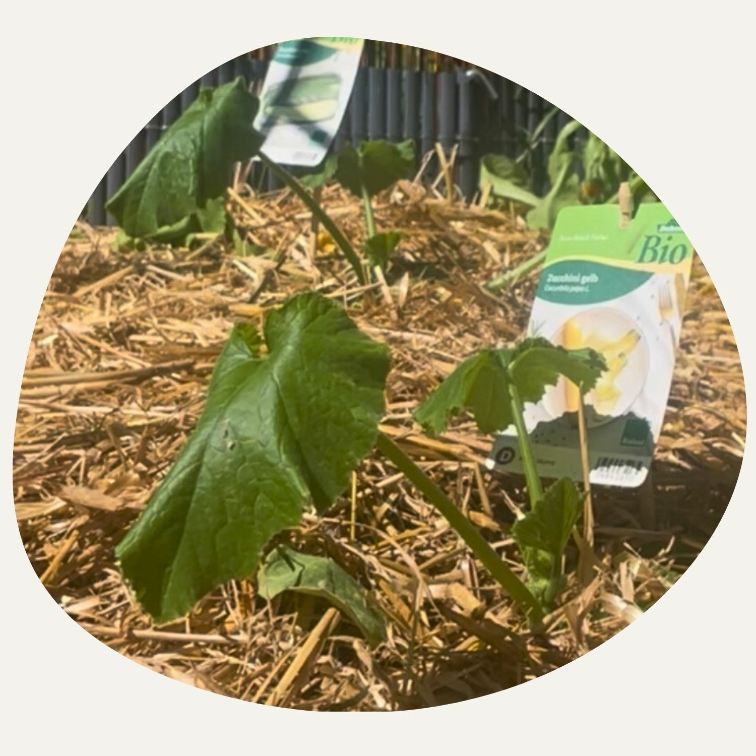 cucumber plants with drooping leaves due to the heat 