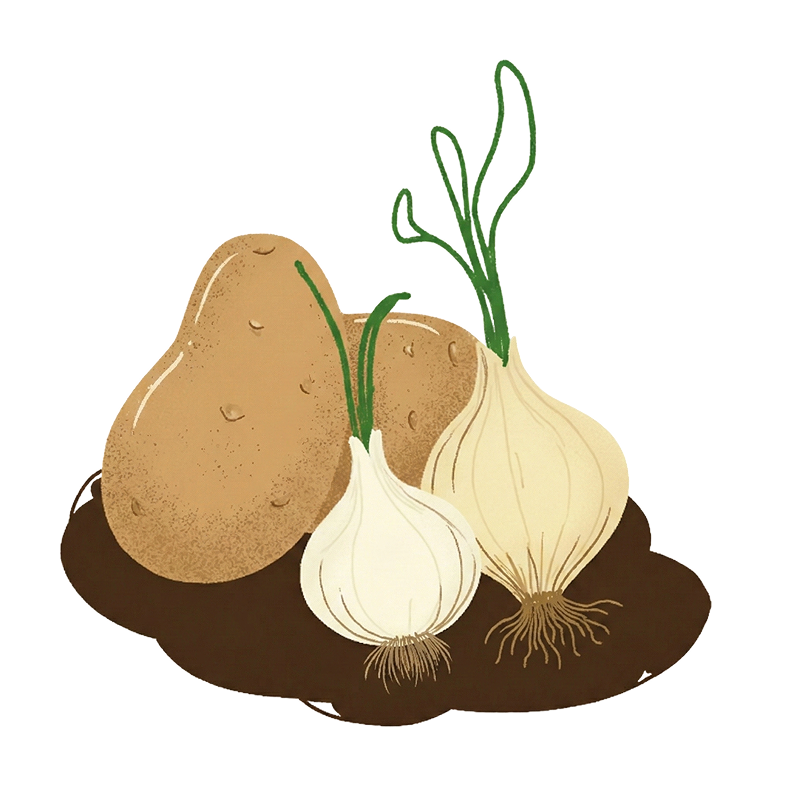 Kartoffeln und Zwiebeln bei Trockenheit 