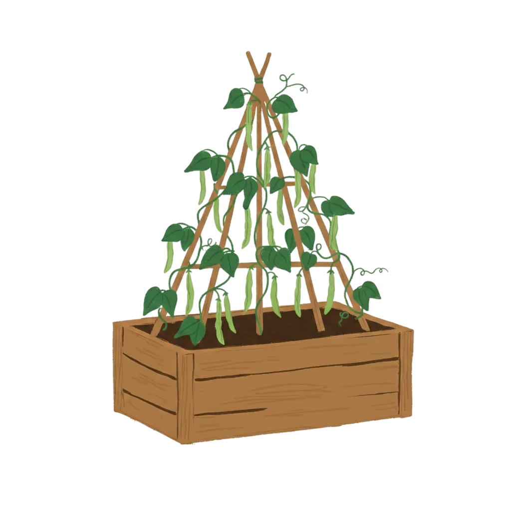 Runner beans lose out to heat 