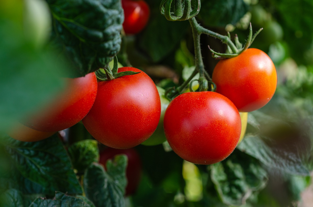 reife Tomaten an der Pflanze