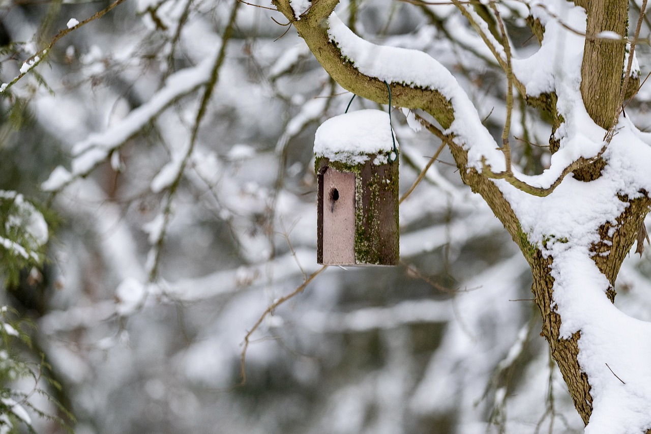 Nesting box in winter