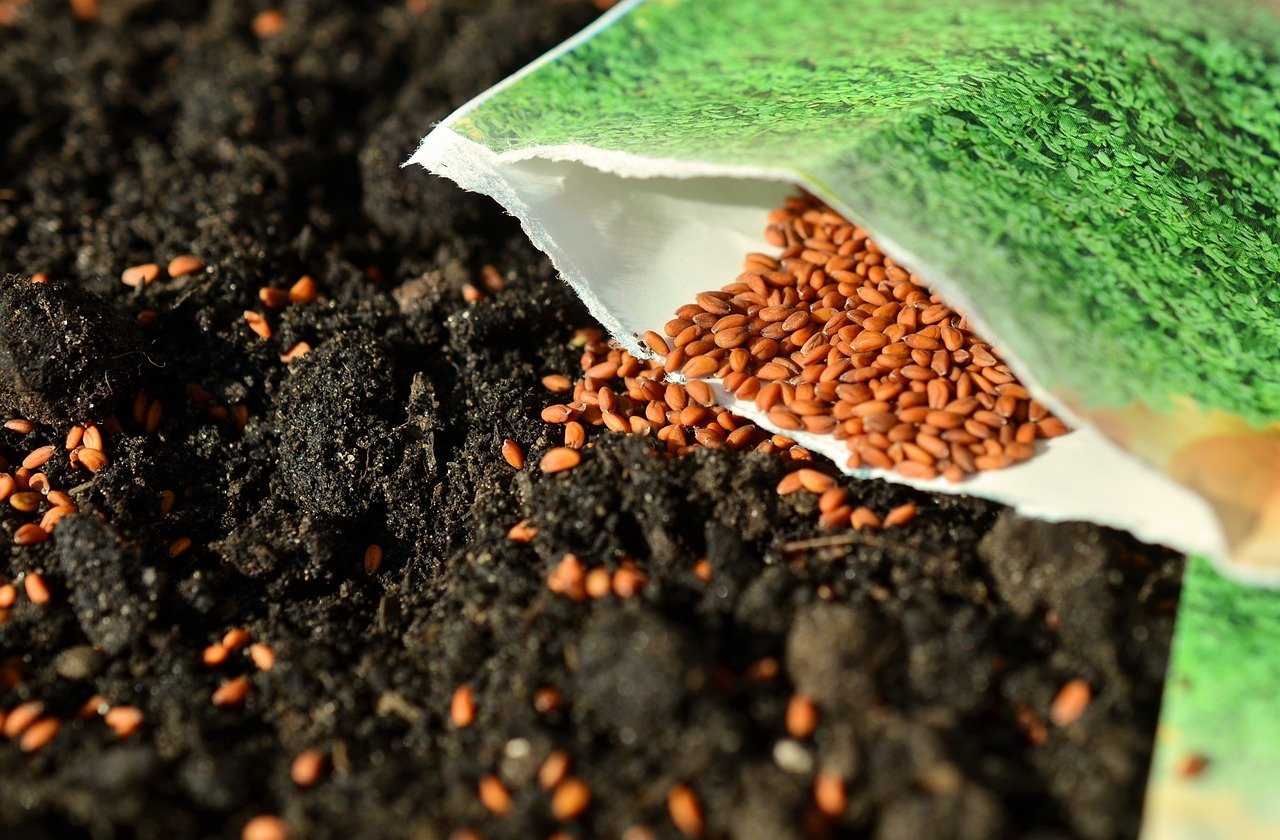 Seeds 