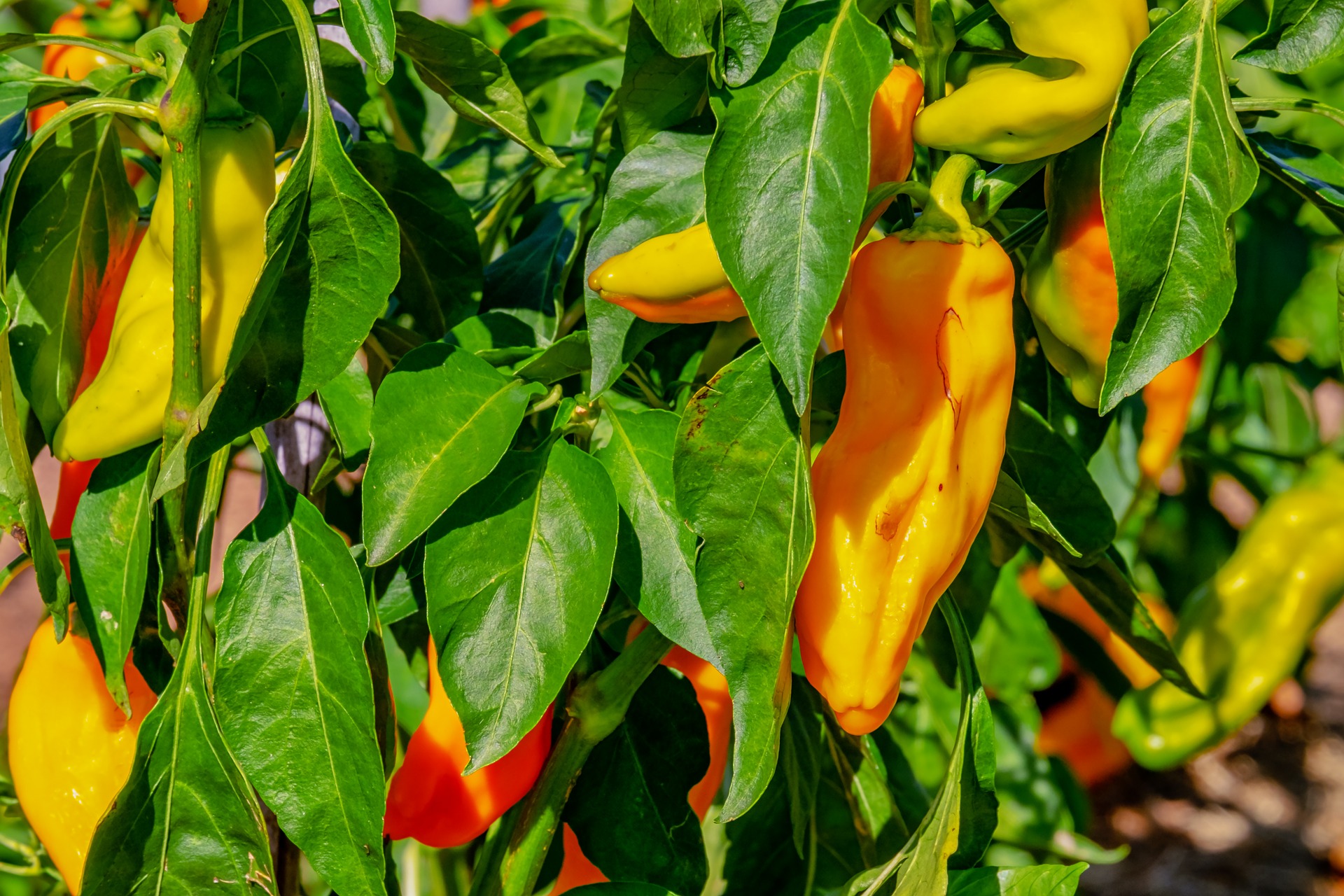 Yellow pointed bell pepper plant