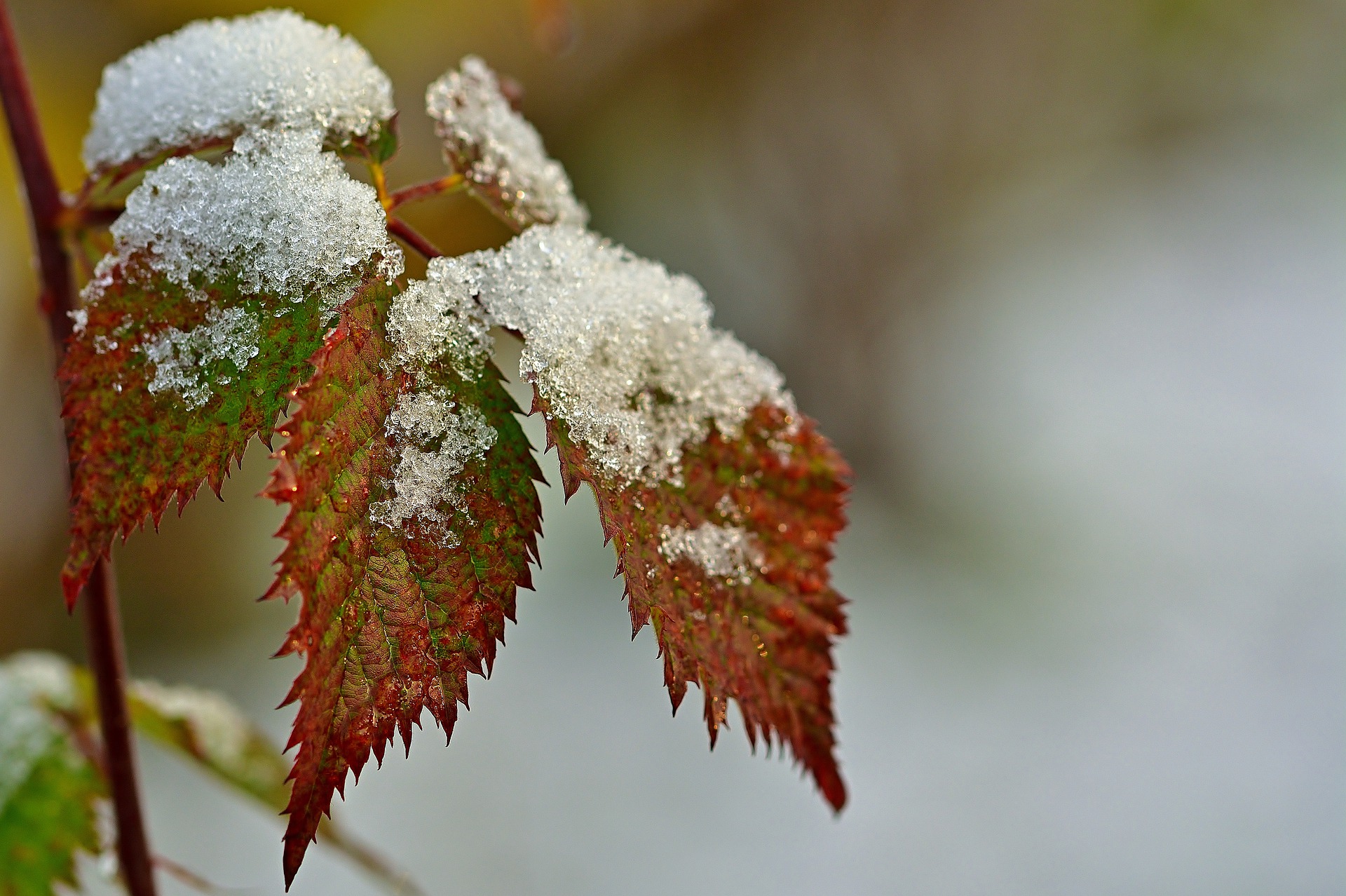 Blackberry leaves covered with snow