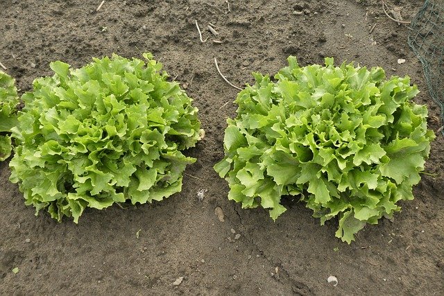 Endive as a summer salad in the bed