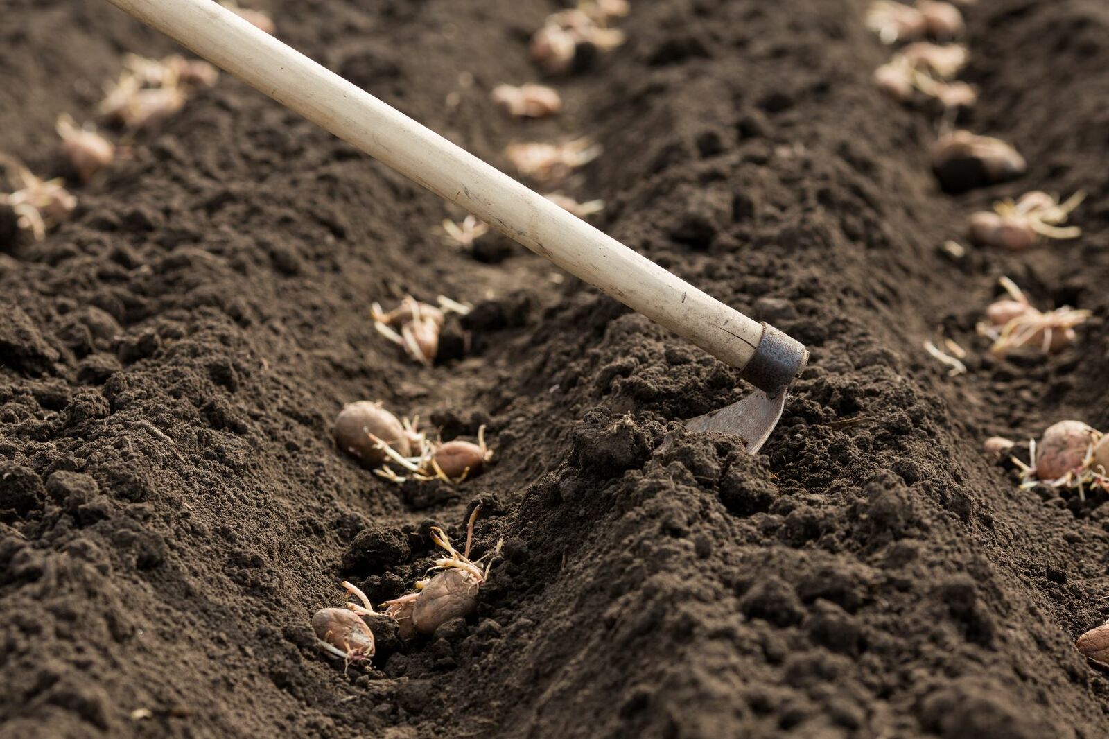 Gardening in June