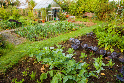 Gardening in June: what you can plant and sow