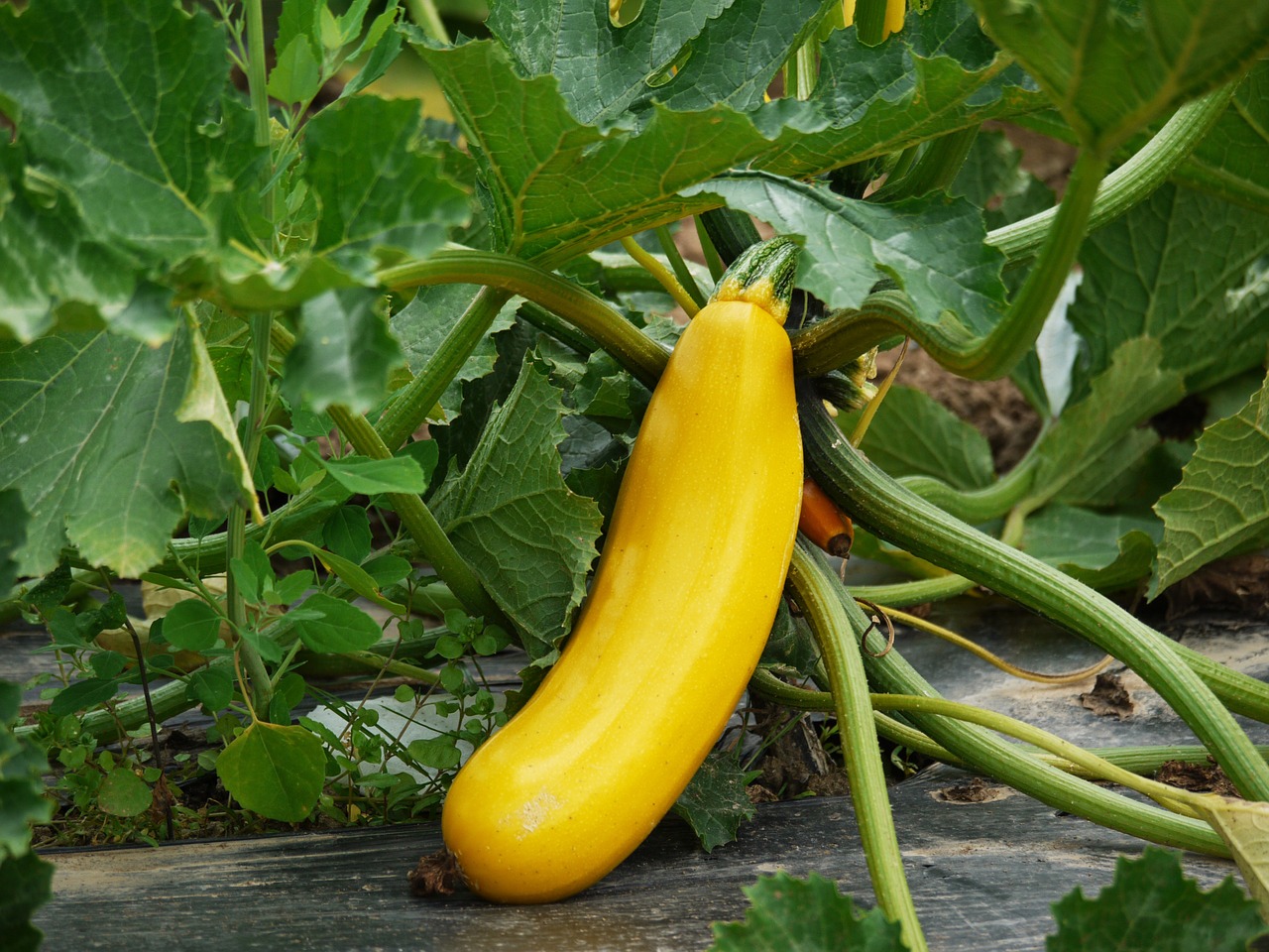 Zucchini plant in the bed