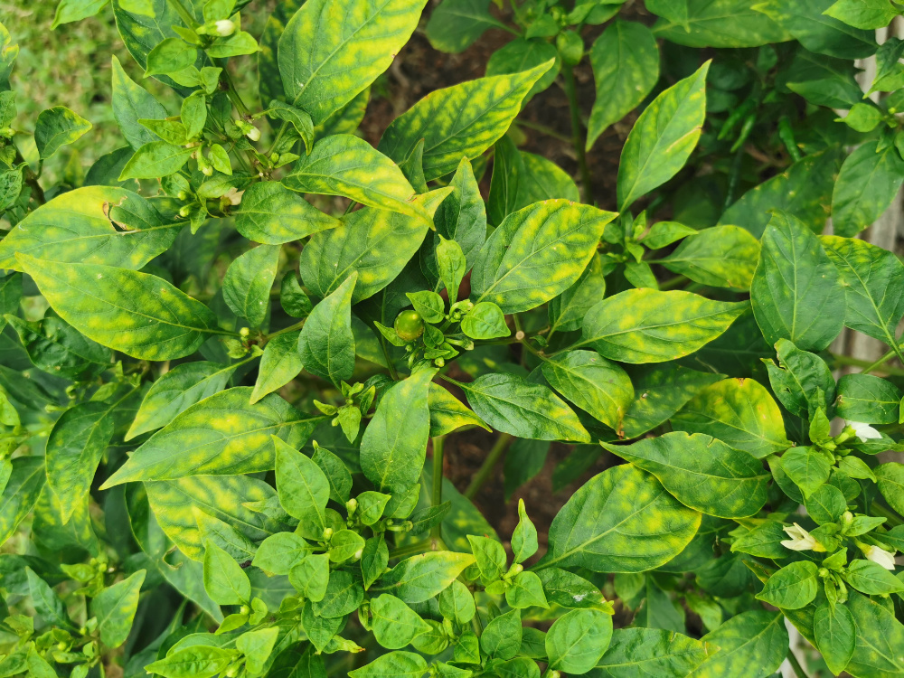 Peppers with nutrient deficiency