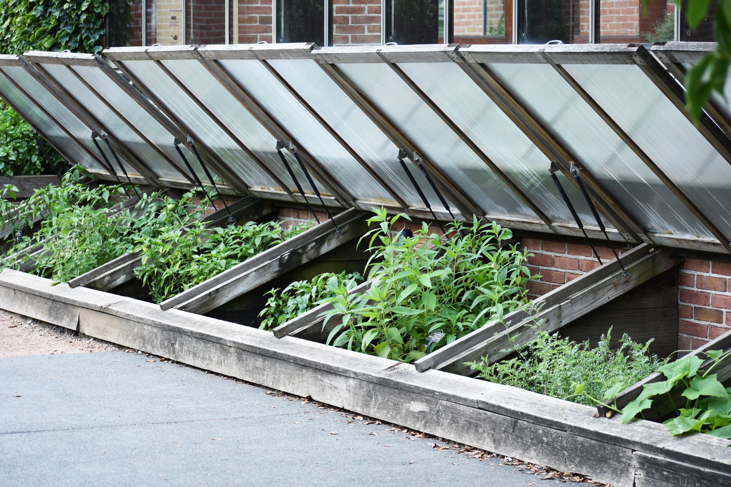 Cold frame