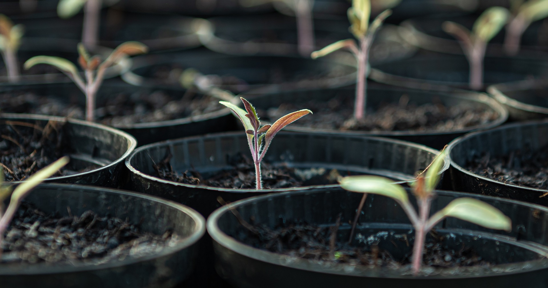 Growing tomatoes