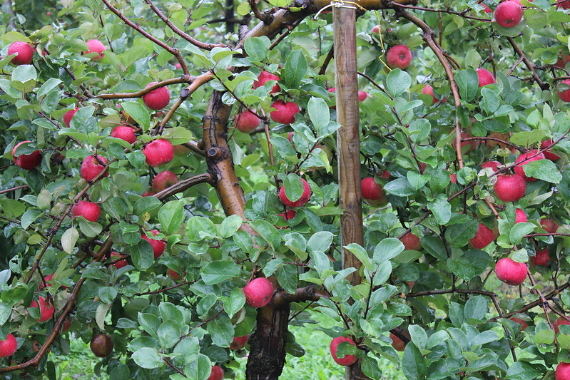 Apple trees can be planted in March