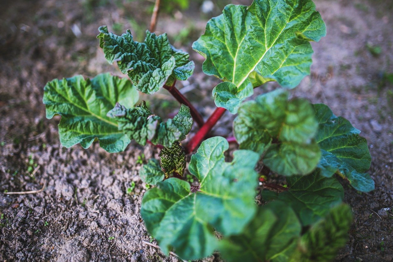 Rhubarb in the garden