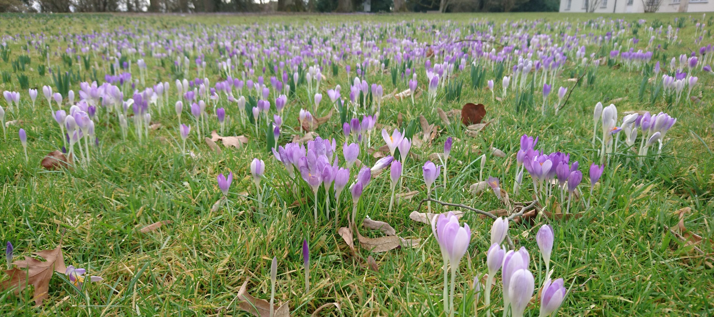 Crocuses in the park