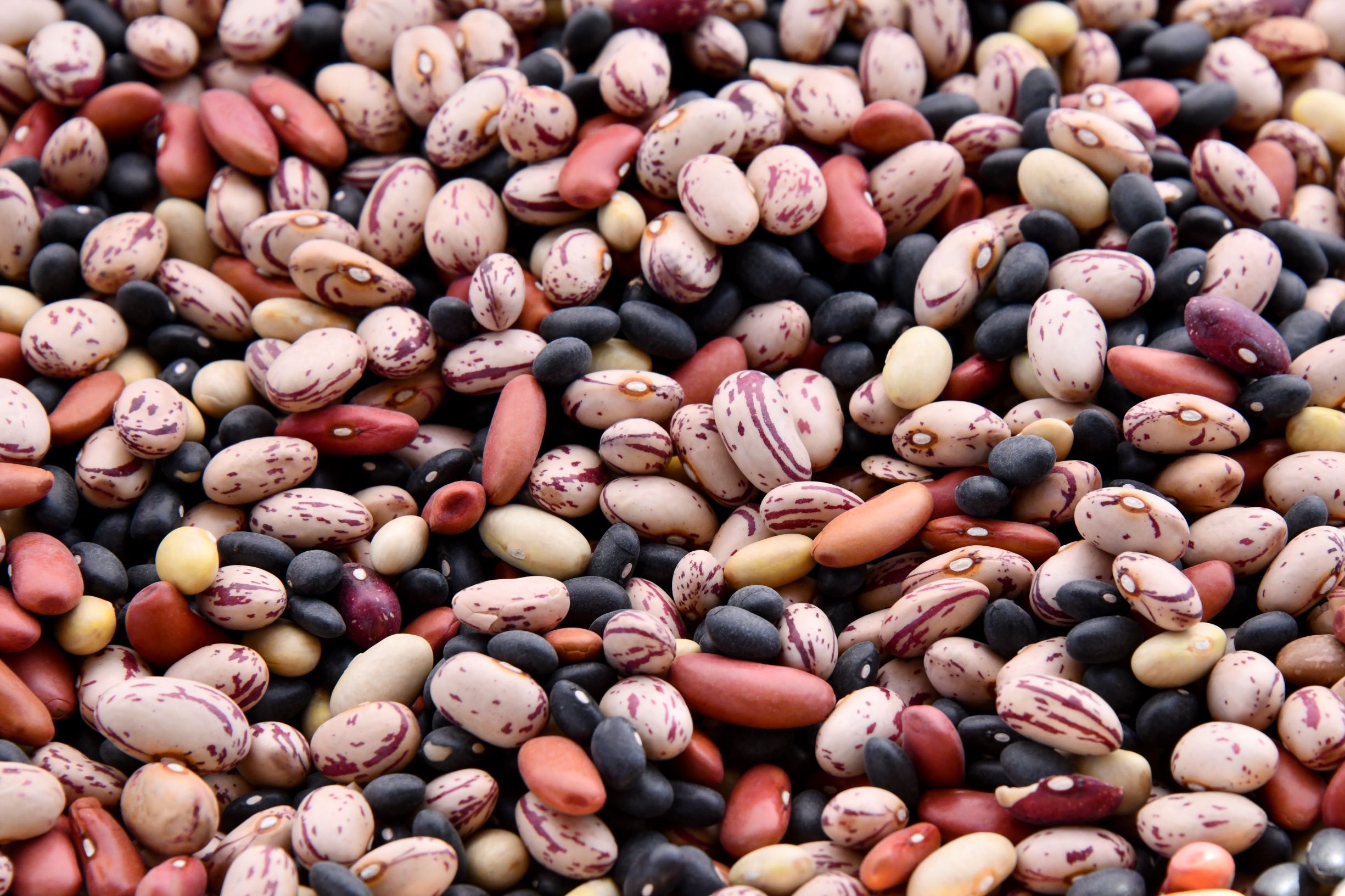 Bean seeds