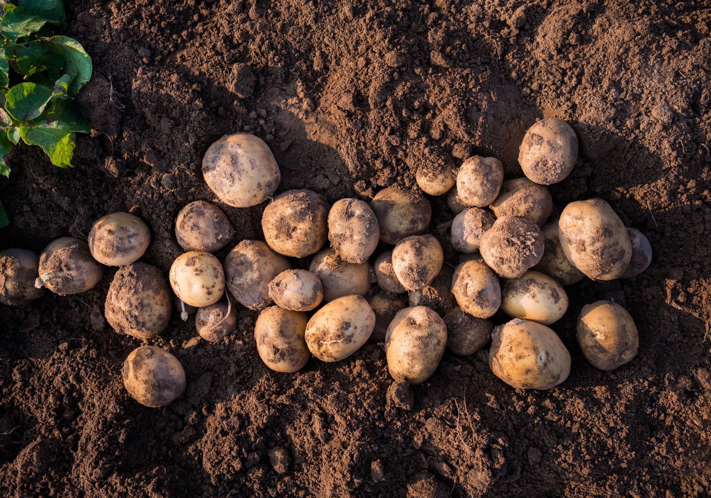 Potatoes in the ground