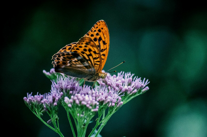 Gardening in May: Sowing & Planting