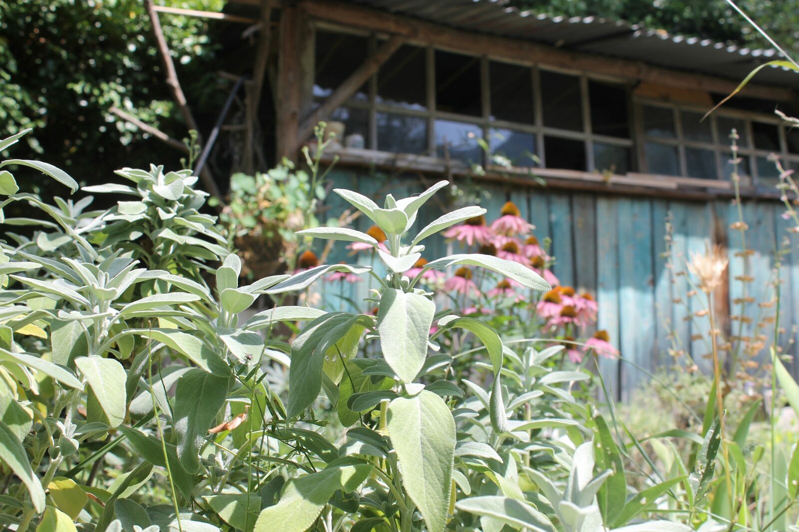 Sage and coneflower