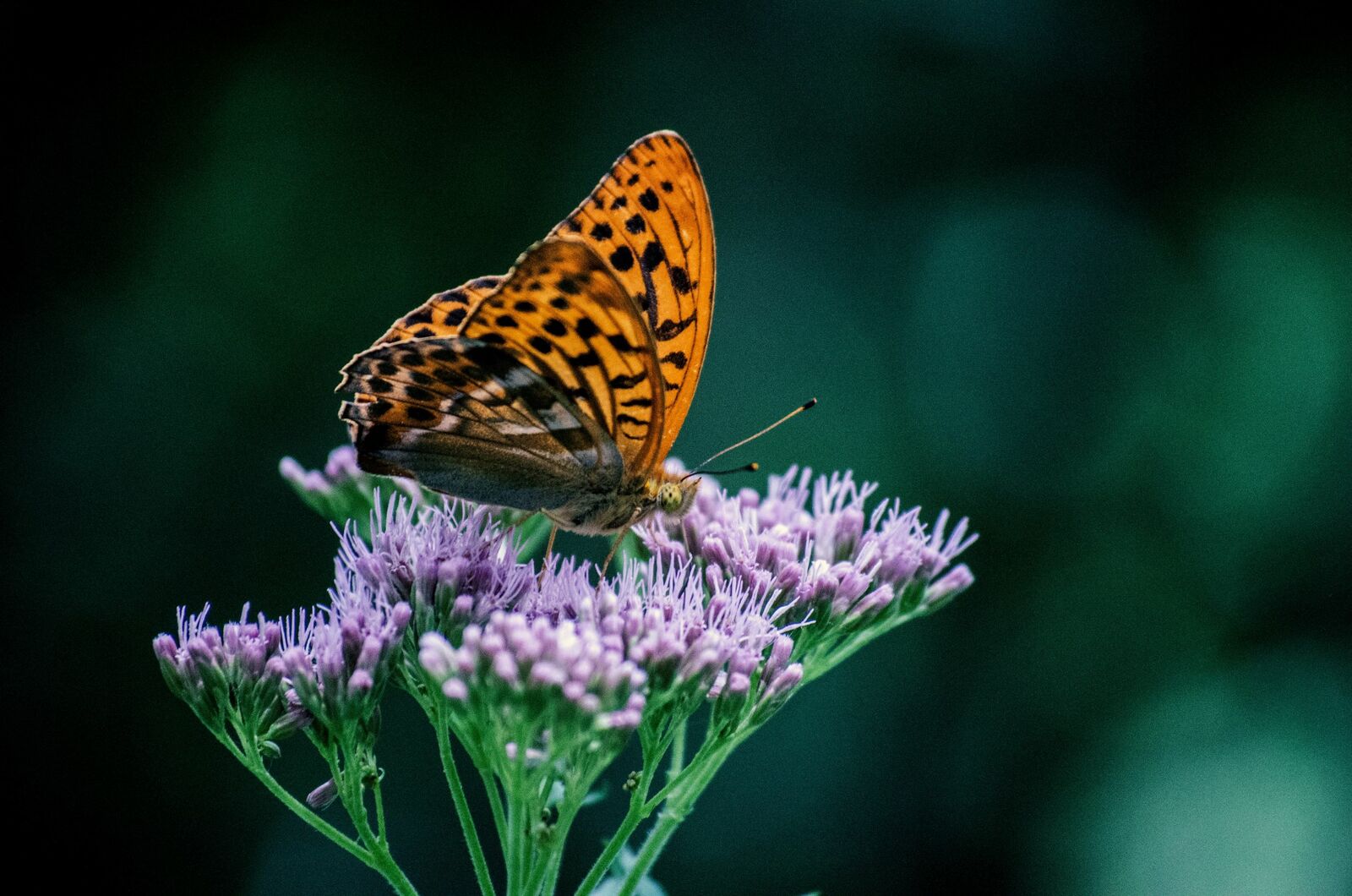 Butterfly on a flower