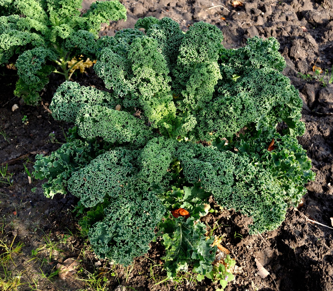 fall vegetable harvest