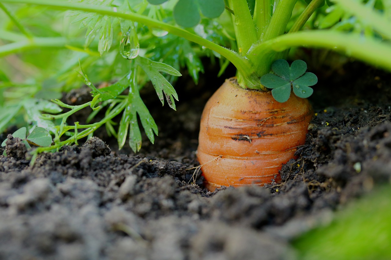 vegetable winter storage