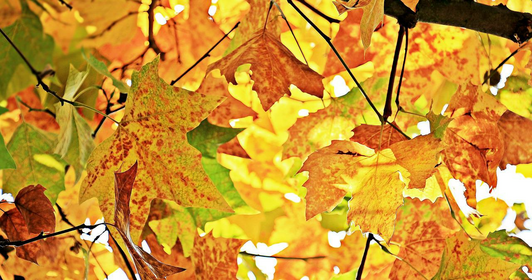 Gardening in September: Sowing, Planting & Care