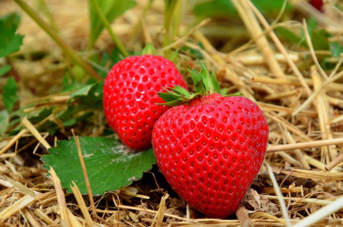 Caring for strawberries in September