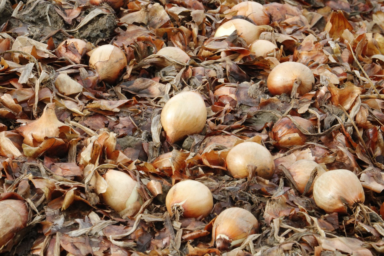 Storing onions