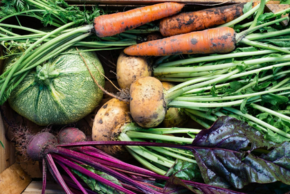 Storing Vegetables Correctly: Earth Mounds and Other Storage Options
