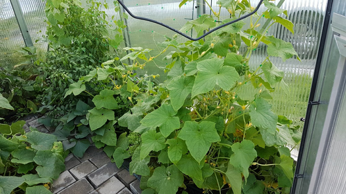 Vegetable Garden With Greenhouse: How to Use Greenhouse Effect
