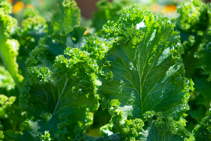 Planting & harvesting kale: Tips for neighbors & sowing