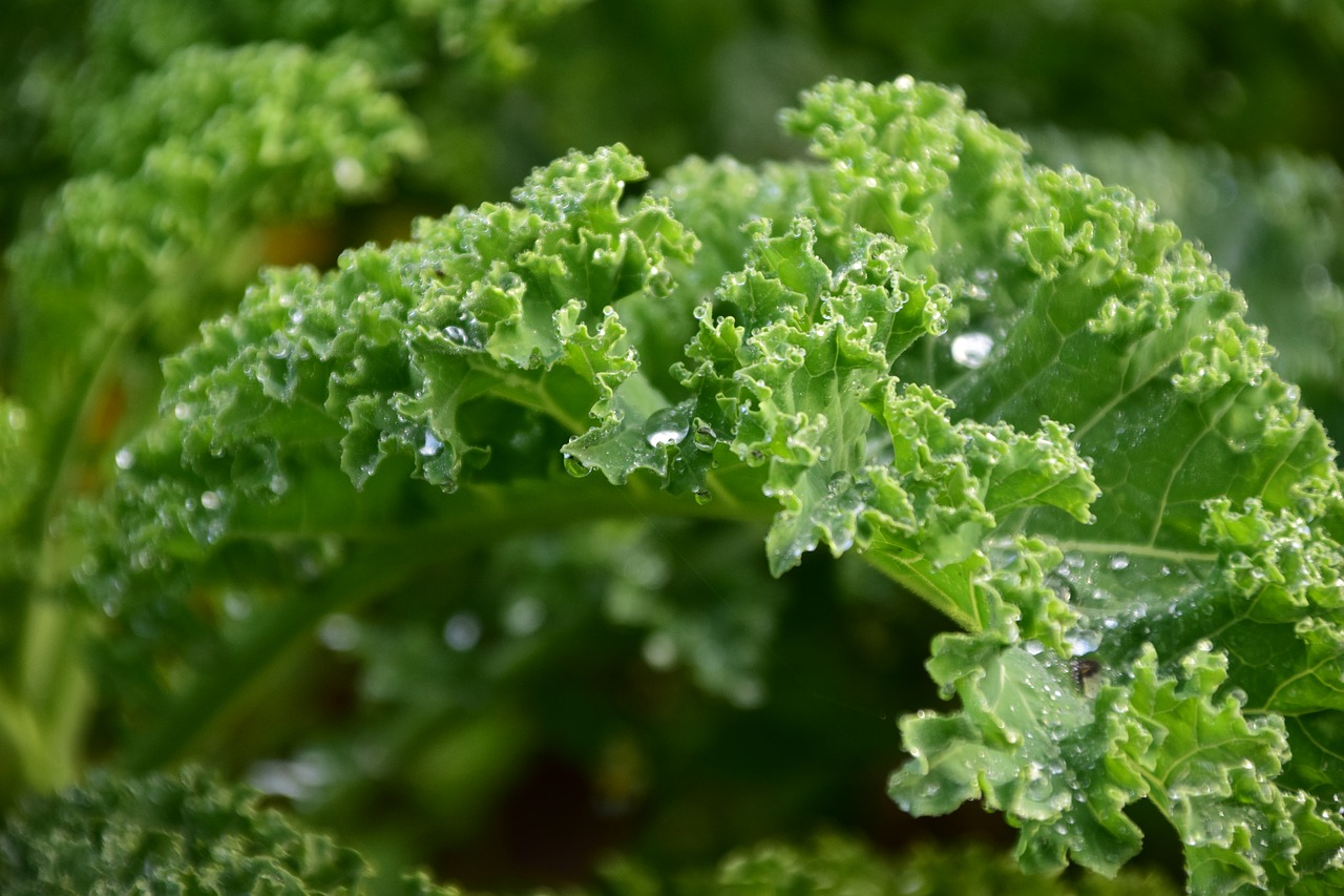 Kale plant