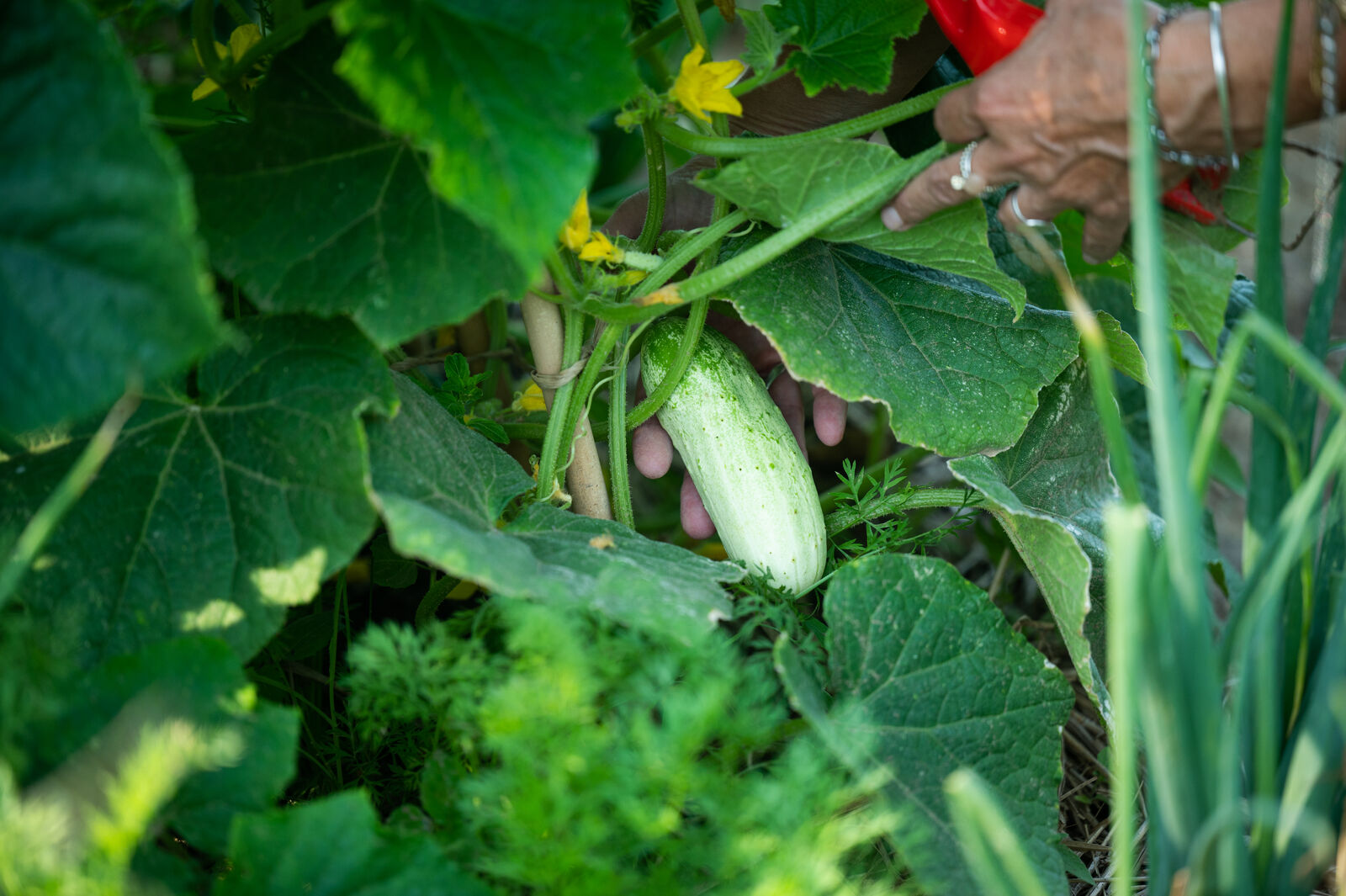 Mixed cultivation with cucumber plants and herbs 